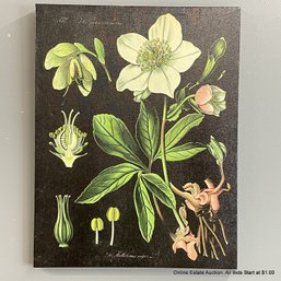Hellebore Botanical Print On Canvas