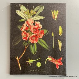 Rhododendron Botanical Print On Canvas