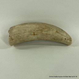 Sperm Whale Tooth, Ready To Be Scrimshawed