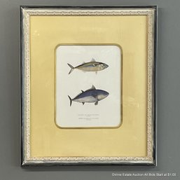 Offset Lithograph Of Fish: Maqueraeu Loo & Bonite