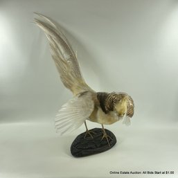Taxidermy Bird Yellow Golden Pheasant Or 'chinese Pheasant' Mounted On Wooden Base (LOCAL PICKUP OR UPS STORE)