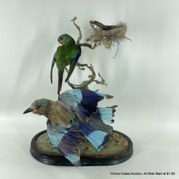 Antique Taxidermy Birds Indian Roller, A Parakeet And A Tropical Hummingbird(LOCAL PICKUP OR UPS STORE SHIP ON