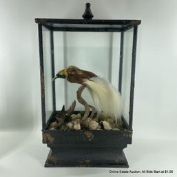 Antique Taxidermy Birds In Glass Case A Bird Of Paradise And A Tropical Hummingbird