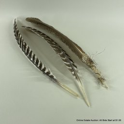 3 Turkey Feathers