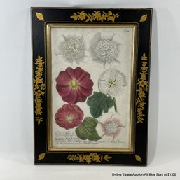 Antique Johann Wilhelm Weinmann (1683-1741) Lithograph Of Malva Rosea Flore