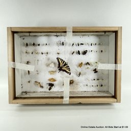 Moth, Butterfly, Beetle & Bee Display In Shadowbox (LOCAL PICK-UP ONLY)