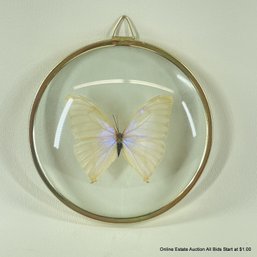 Framed Butterfly Made In Brazil