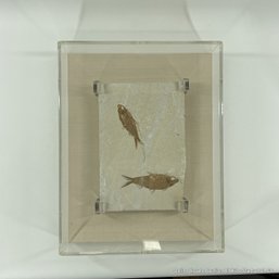 Fossilized Knightia Fish Plaque In Acrylic Frame