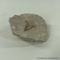 Fossilized Shark Tooth In Matrix