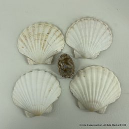 4 Scallop Shells And 1 Argus Cowrie Shell