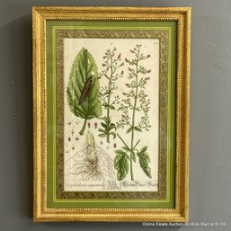 Framed Print Of Botanical Diagram