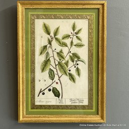 Framed Print Of Botanical Diagram