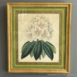 Framed Botanical Print