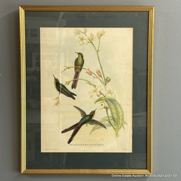 J. Gould & W. Hart Framed Birds And Botanical Lithograph