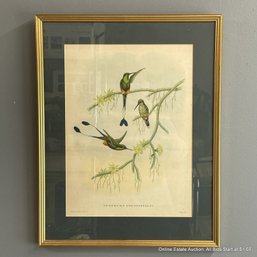 J. Gould & W. Hart Framed Birds And Botanical Lithograph