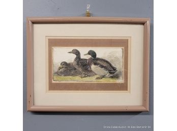 Etching With Hand Coloring Of Ducks