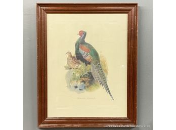 Offset Lithograph Of Phasianus Versicolor In Frame
