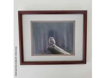 Framed Owl Photograph