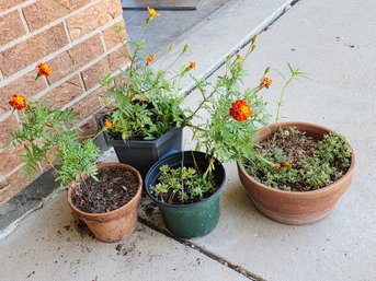 5 Pots Of Live Marigolds