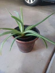 Aloe Vera Plant