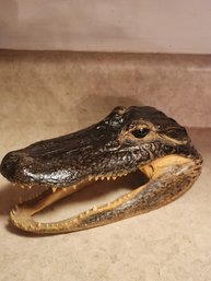 Alligator Head