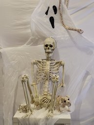 Halloween Skeleton Collection