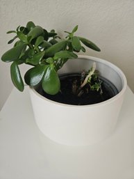 Jade Plant In White Ceramic Pot