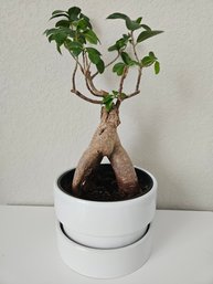 Ginseng Ficus Bonsai Plant In White Pot