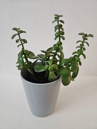 Small Jade Plant In Grey Ceramic Pot