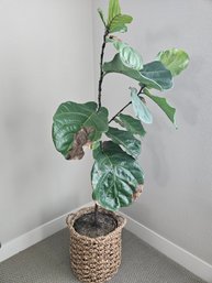 Fiddle Leaf Fig Plant In Basket