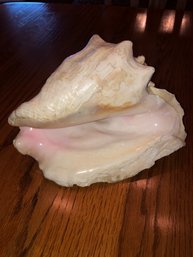 Large Sea Shell