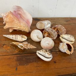 #155RA Vintage Lot Of 11 Seashells