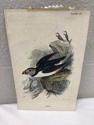 Wyman & Sons Puffin Bird Plate