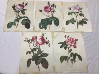 PJ Redoute Rose Prints On Cloth