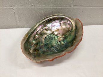 Large Abalone Shell