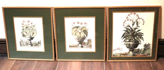 Set Of 3 Botanical Prints In Frames