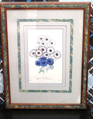 Blue And White Botanical Print Of Cineraria Flowers In A Marbleized Frame.