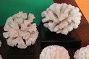 Collection Of Ocean Coral As Pictured Ranging In Size