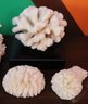 Collection Of Ocean Coral As Pictured Ranging In Size