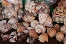 Large Collection Of Seashells In Assorted Sizes Great For Crafts & Decor