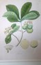 'Careya Arborea Lithograph By William Roxburgh 2/300 By Circa Publishing 12/803 With COA