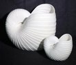 Large Decorative Seashell Decor/planters