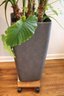 Large Planter & Plant On Small Dolly Easy To Move
