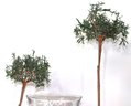 Large Hurricane Style Candle Holder & Decorative Tree Decor