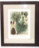 Weymouthskiefer Pinus Strobus Pair Of Botanical Fine Art Giclee Prints In Linen Matted Wood Frames By Cl