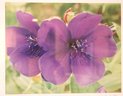 Vintage Color Photograph Of Purple Flowers, Titled Double Purple Signed Gottlieb