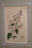 Lopezia Racemosa Antique Hand Colored Wood Engraving By W. Curtis St. Geo Feb 1794