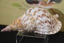 Collection Of Larger Seashells In Assorted Sizes Includes Citron Piece
