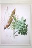 Bignonia Quadrilocularis Botanical Print In A Matted Gold Toned Frame