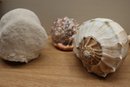 Collection Of Assorted Sea Shells & Coral Piece